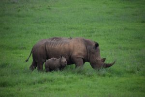 GreenSteps-travel-Borana-Conservancy-safari-kenia