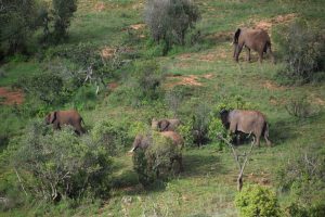 GreenSteps-travel-Borana-olifanten