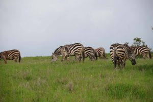 GreenSteps-travel-kenia-Borana-safari