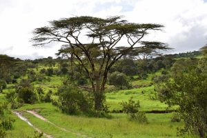 GreenSteps-travel-kenia-safari-Borana-Conservancy-natuur