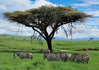 GreenSteps-Travel-luxe-Safari-Kenia-Lewa