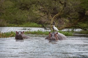 GreenSteps-Travel-Malawi nijlpaard-Liwonde