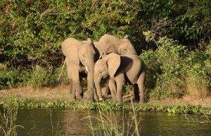 GreenSteps-Travel-Malawi-safari-familiereis-1