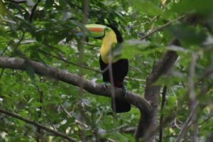 Green-Steps-Travel-rondreis-Nicaragua-toekan